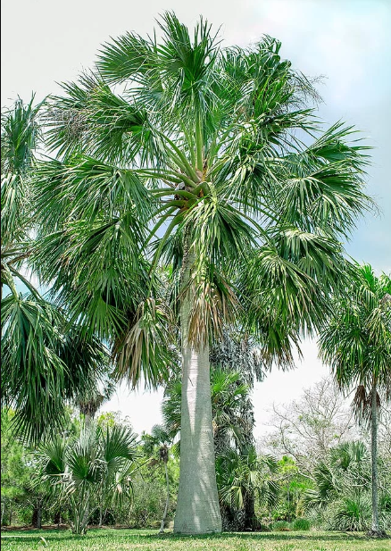 Sabel Palm (Sabal domingensis)